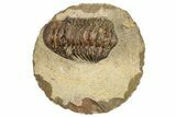 Bargain, Crotalocephalina Trilobite - Foum Zguid, Morocco #250070-2